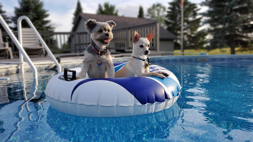 Lori, Zoey & Jack - enjoying a pool day. dogs on a pool float.
